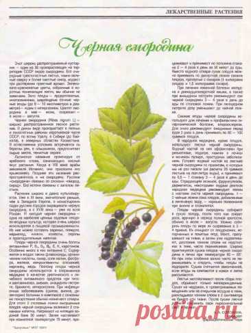 Черная смородина