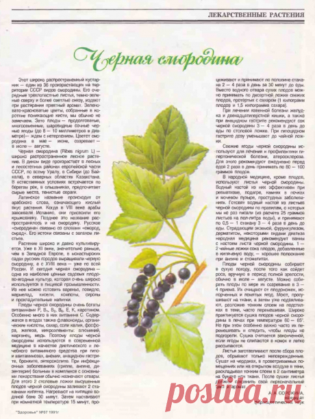 Черная смородина