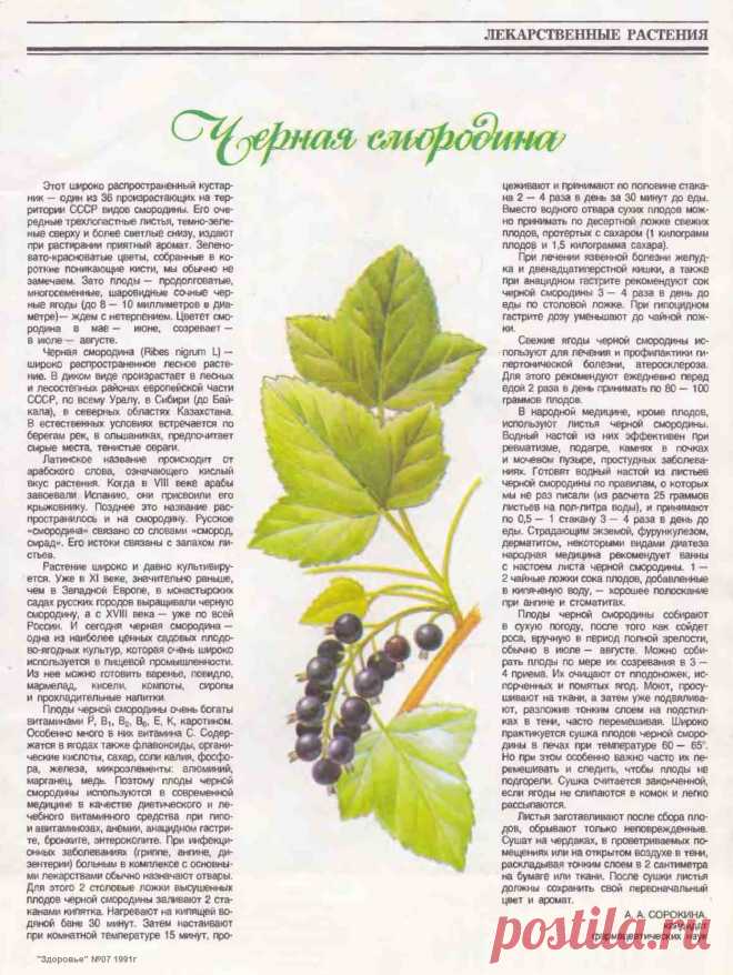 Черная смородина