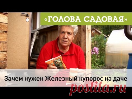 Голова садовая - Зачем нужен Железный Купорос на даче