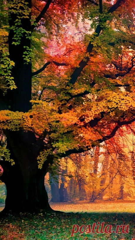 i (736×1308)