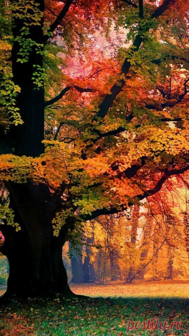 i (736×1308)