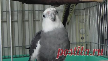 Вот кого нужно на Евровидение отправлять, а не всяких клоунов! Браво певцам