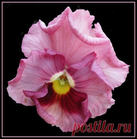 A floating pansy ! This week , Flower Factory theme is  Pansies . Join us !