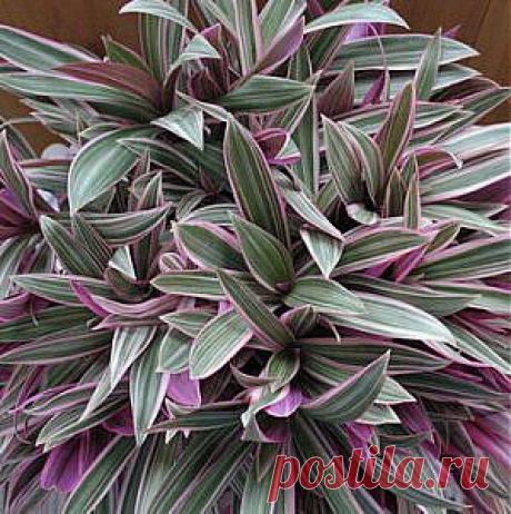 Усадьба | Цветы в доме : Рео – растение-устрица на подоконнике