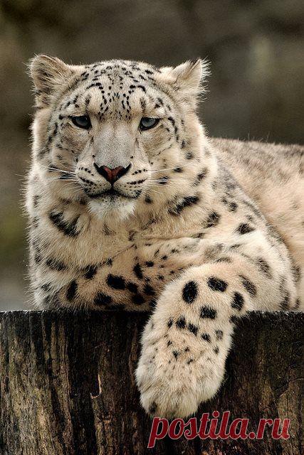 барс | Фотографии ирбис @@@ | 213 фото