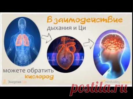 Живите с Ци | Цигун