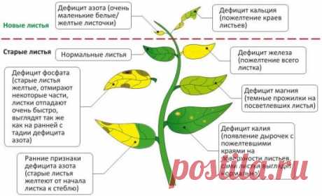 Как определить по листу чего не хватает лимону или мандарину?Цитрусовые растения через изменение цвета и формы листа могут донести информацию о том, какая именно подкормка им необходима и что мы делаем не так в плане ухода.Лимон и мандарин — вечнозеленые растения, которым круглый год и на протяжении всей их жизни для развития и роста требуются питательные вещества. Поэтому подкормка должна проводиться системно и регулярно, чтобы потом не возникало вопросов: Почему скручиваются, желтеют и опадают