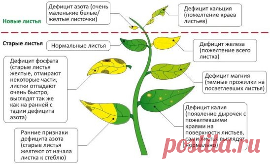Как определить по листу чего не хватает лимону или мандарину?Цитрусовые растения через изменение цвета и формы листа могут донести информацию о том, какая именно подкормка им необходима и что мы делаем не так в плане ухода.Лимон и мандарин — вечнозеленые растения, которым круглый год и на протяжении всей их жизни для развития и роста требуются питательные вещества. Поэтому подкормка должна проводиться системно и регулярно, чтобы потом не возникало вопросов: Почему скручиваются, желтеют и опадают