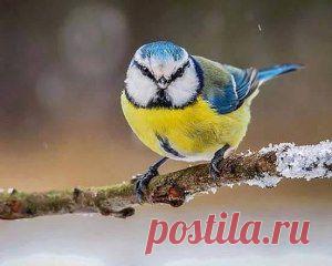 (99) Одноклассники