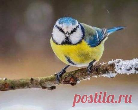 Синичка-красивая птичка!)