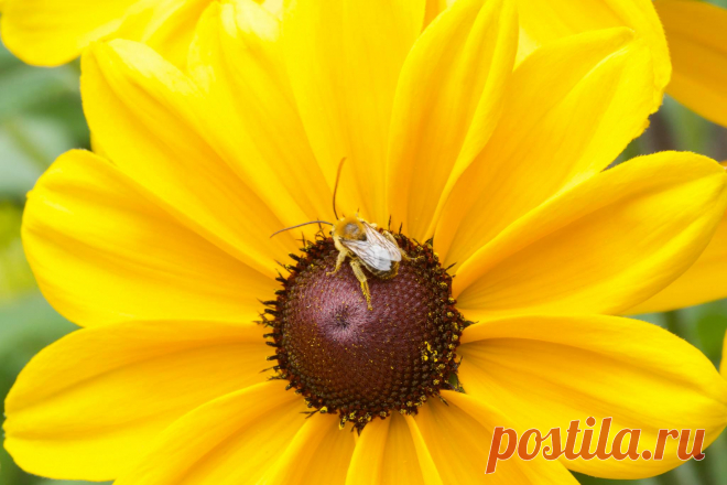 (1) Lizartphotogallery.com - Главная