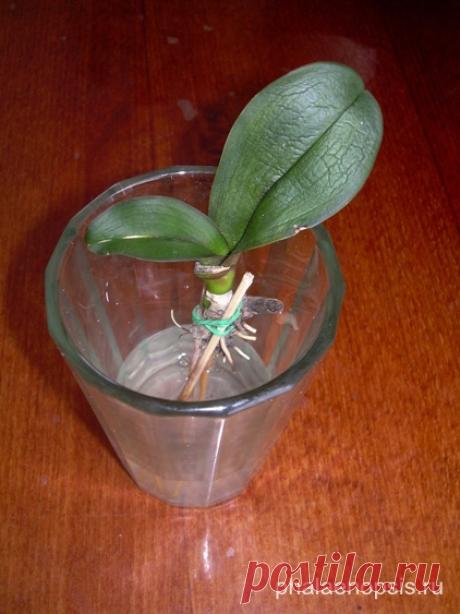 Что делать, если у орхидеи фаленопсис (phalaenopsis) сгнили корни - "Phalaenopsis"