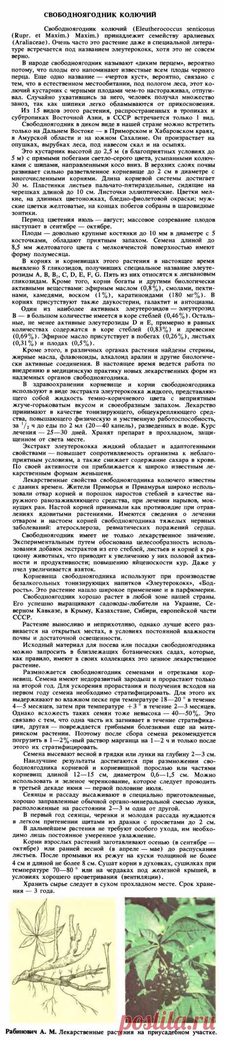 Элеутерококк (свободноягодник колючий)