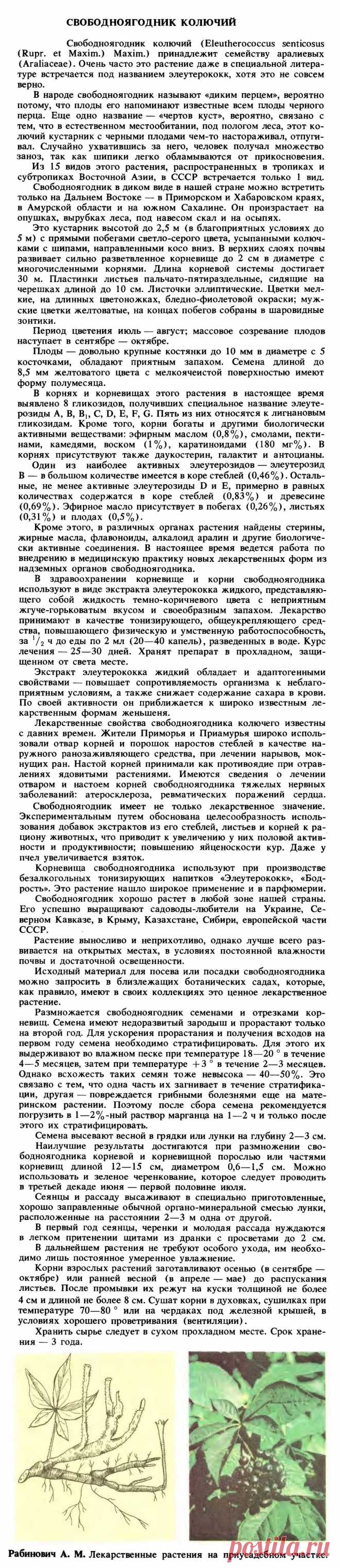 Элеутерококк (свободноягодник колючий)