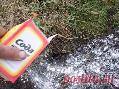 Сода на огороде и др.полезные советы дачнику