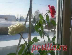 Подбадривание помогает далеко не всем! - Сосед-Домосед