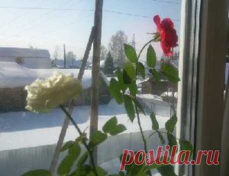 Подбадривание помогает далеко не всем! - Сосед-Домосед