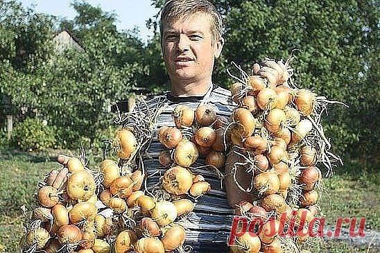 #ОвощеводствоПарники

ТЕПЕРЬ Я КАЖДЫЙ ГОД ПОЛУЧАЮ БОЛЬШОЙ УРОЖАИ ЛУКА …
ВОТ 4 ПРОСТЫХ СОВЕТА
Чтобы ежегодно не мучиться вопросом «почему опять лук не уродился», прочитайте и сохраните несколько моих секретов ухода за ним.

1. Перед посадкой замочите его на три часа в растворе соли

: 1 ст. ложка на 1 л воды. Затем два часа подержите в темном растворе марганца. Затем обязательно промойте.

2. Приемы чтобы не было луковой мухи:

когда появится первый листок. Вначале поливаем...