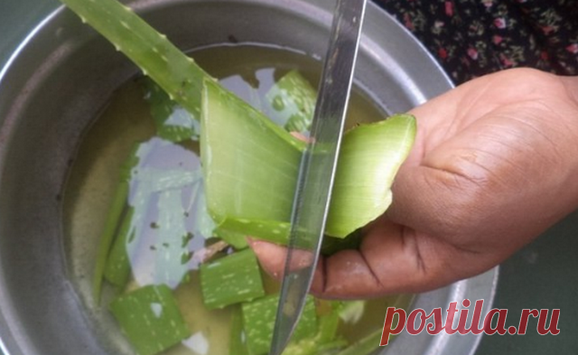 Алоэ профилактика от многих болезней