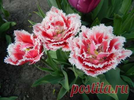 (56) Мой Мир@Mail.Ru