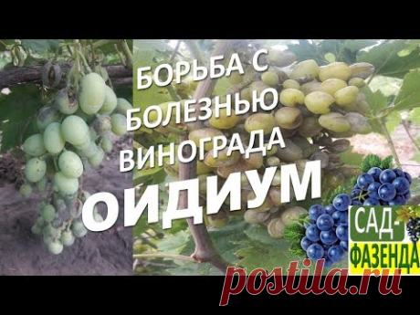 #Виноград. Грибковое заболевание винограда - оидиум. #Оидиум винограда