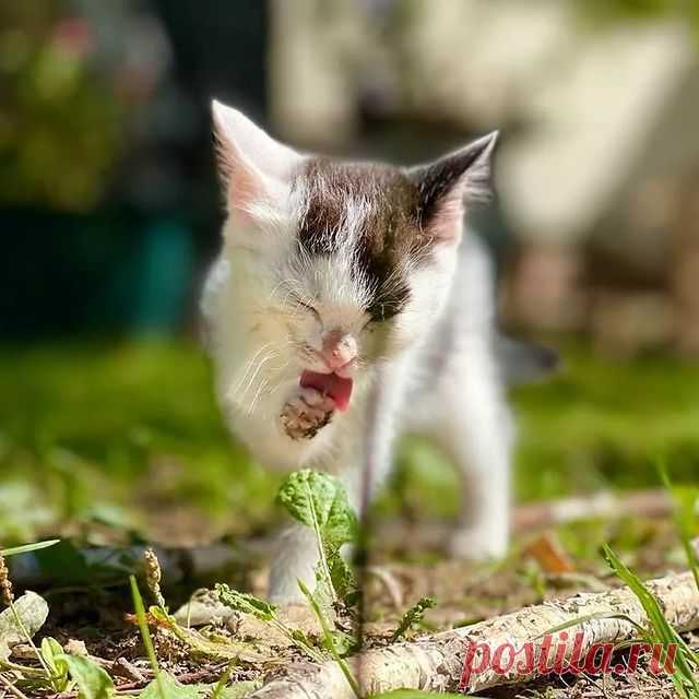 ✨🐾Хотите узнать, как начинается утро в нашем семействе пятерых милых котят, которые ищут хозяина? ✨🐾
Первым делом, после пробуждения, мы кушаем. Ну а что нужно сделать после сытного завтрака? 🥗
Конечно, тщательно умыться и привести себя в порядок!🌷🥰
Продолжение смотрите в следующих постах!
💕💕💕
Напоминаем, что мы раздаем этих милых и обаятельных котят БЕСПЛАТНО в добрые руки!

#котятабесплатноалматы
#котятабесплатно
#котятадаром
#кошкиалматы
#котятаалматы
#купитькот...