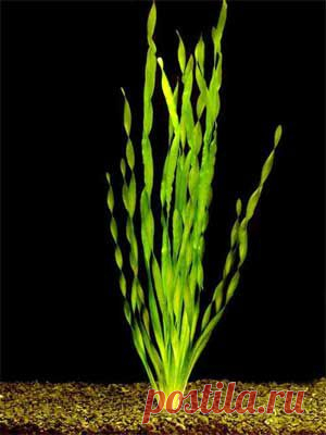Валлиснерия спиральная (Vallisneria spiralis) | Аквариумные растения. Описание растений | Аквариум дома. Все про аквариум: аквариумные рыбы и аквариумные рыбки, аквариумные растения на Aquariumhome.Ru