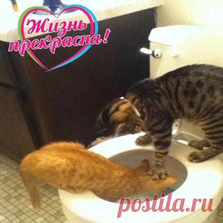 &quot;Я тебя последний раз спрашиваю, кто съел мою рыбу?!&quot;