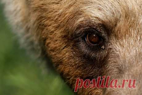 Медведь вышел в крупный российский город и напал на женщину. Власти города Артем в Приморском крае рекомендовали жителям не покидать дома без необходимости после того, как бурый медведь вышел в город и напал на женщину. Пострадавшая женщина госпитализирована с рваными ранами и находится под наблюдением врачей в травматологическом отделении.