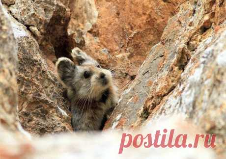 Редчайшие фотографии.
Илийская пищуха (Ili Pika) - одно из наиболее скрытных существ на планете. Млекопитающее отряда зайцеобразные. Живет в горных районах Китая на высотах от 2800 до 4100 метров. Вымирающий вид.