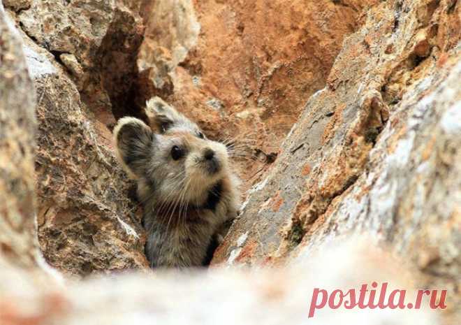 Редчайшие фотографии.
Илийская пищуха (Ili Pika) - одно из наиболее скрытных существ на планете. Млекопитающее отряда зайцеобразные. Живет в горных районах Китая на высотах от 2800 до 4100 метров. Вымирающий вид.