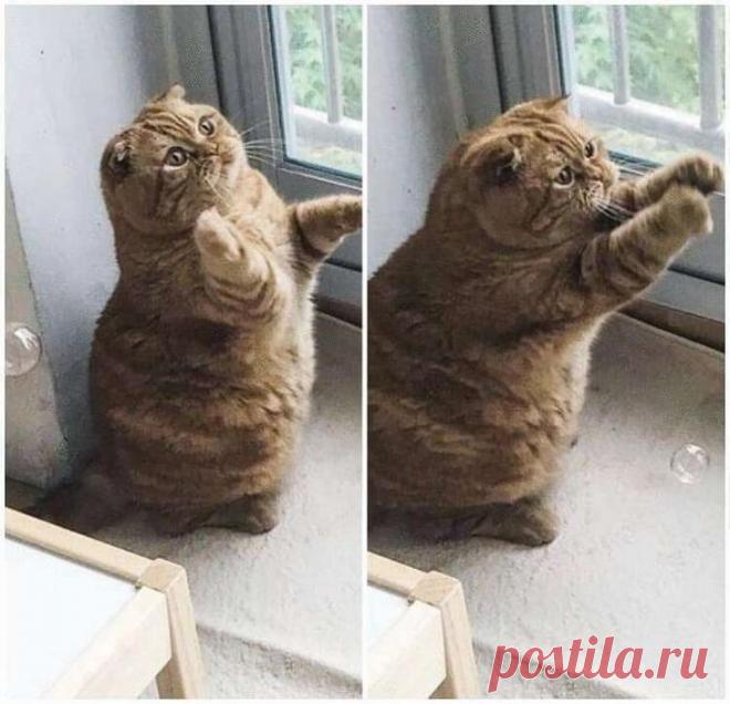 19 самых милых животных, которые поднимут настроение на весь день