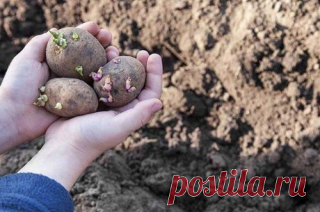 Благоприятные дни для посадки картофеля в мае 2020 года: благоприятные дни в таблице, правила посадки и советы