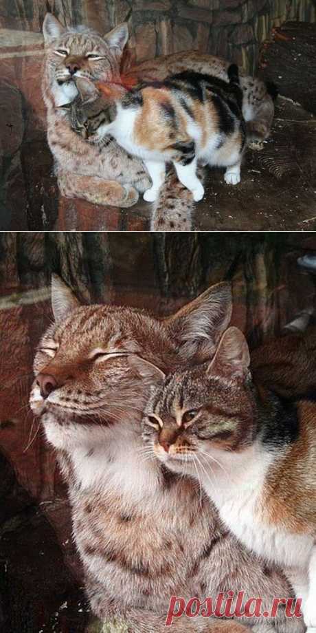 Рысь и котэ)