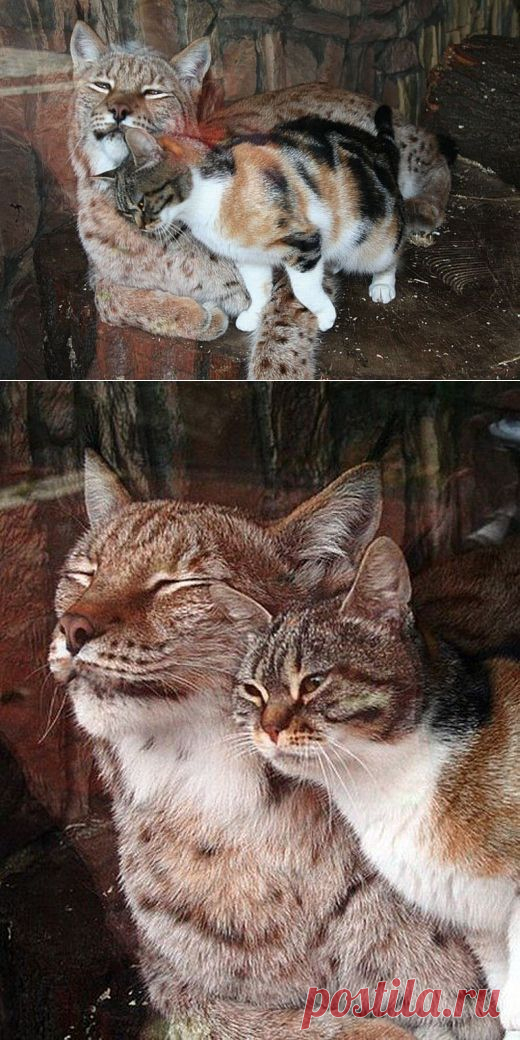 Рысь и котэ)