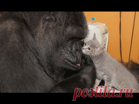 Горилле на день рождения подарили котят. Такой реакции вы точно не видели! - Страна Полезных Советов - медиаплатформа МирТесен