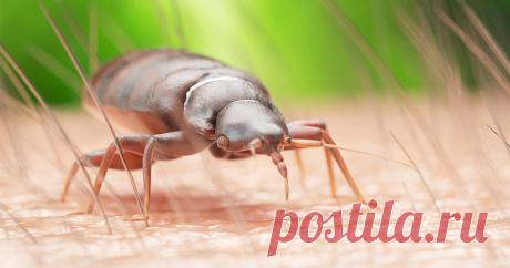 Если не хочется делить диван с клопами — Ботаничка.ru