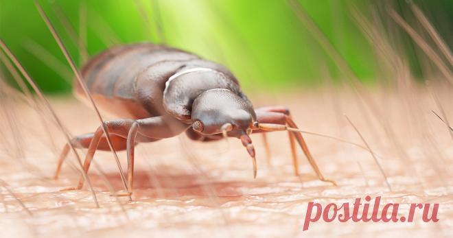 Если не хочется делить диван с клопами — Ботаничка.ru