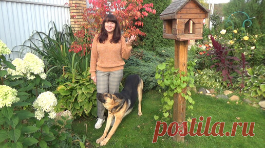 Самые красивые растения в осеннем саду! Бересклет, гортензии, очиток видный, розы, барбарисы и многие другие растения Вы увидите в этом видео в их осеннем наряде!
Ссылка на оригинал этого…