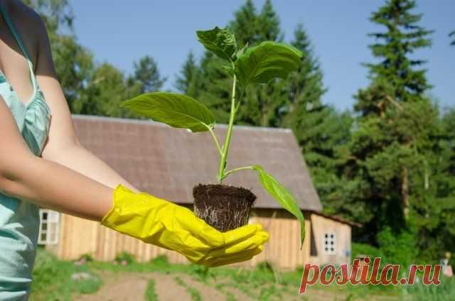 14 причин плохого урожая баклажанов | Перец, баклажаны (Огород.ru)