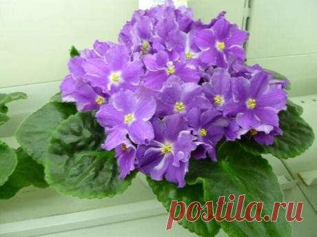 (2) Если вы будете соблюдать все правила правильного выращивания фиалок, то обязательно, сможете вырастить замечательный цветок, который будет радовать вас своей красотой - Дизайн и дом - 29 октября - 43617261110 - Медиаплатформа МирТесен Меня всегда восхищали прекрасные цветы фиалки, но когда я решила выращивать их дома, возникли непредвиденные трудности. Смерть длилась почти месяц и стала для меня настоящим шоком. Только теперь, набравшись опыта, я знаю все хитрости, кот...