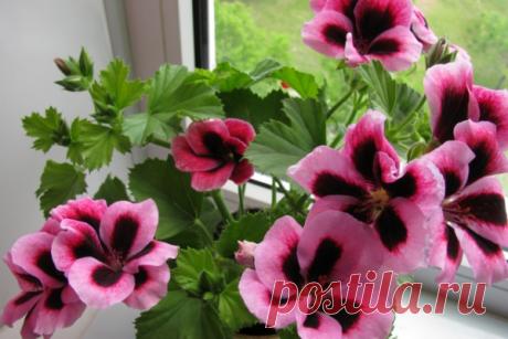 Правильный уход за королевской геранью в домашних условиях Размножение черенками королевской герани. Уход в домашних условиях за королевской пеларгонией. Почему не цветёт и что делать. Пеларгония крупноцветковая.
