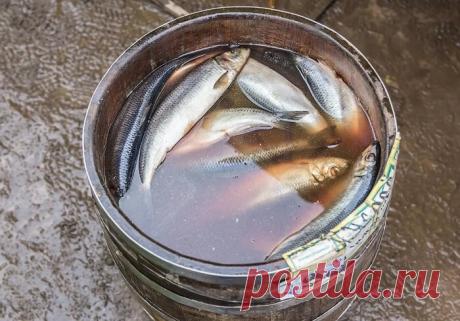 Подскажу простой способ, как не ошибиться и выбрать в магазине селедку с икрой | Кулинарный техникум | Яндекс Дзен