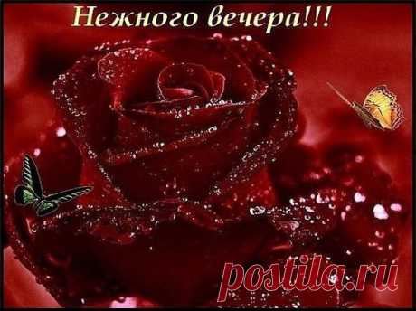 Взгляни, как нежен роз бутон.
Ещё он спит и видит сон,
ещё он юн,раним и свеж,
и полон жизни и надежд.
В брильянтах рос замрёт туман, рассеит первый луч обман.
Мальчишка-ветер свой кураж давно забыл. И словно страж, качает бережно альков