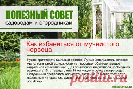 Как избавиться от мучнистого червеца