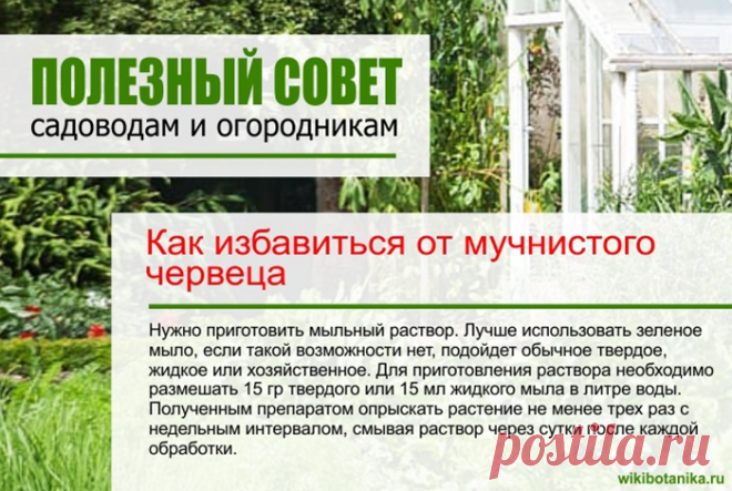Как избавиться от мучнистого червеца