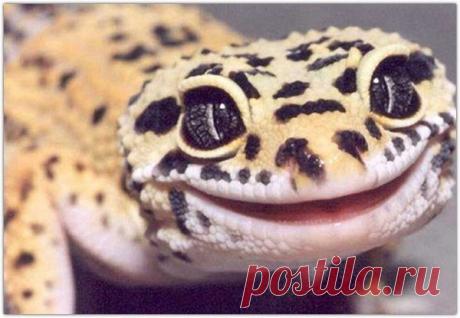 Позитивная ящерка