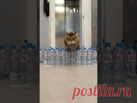Попробовал сделать Оскар ботл челендж #cutecat #catlover #catchallenge #catjumping #catjumpingfail