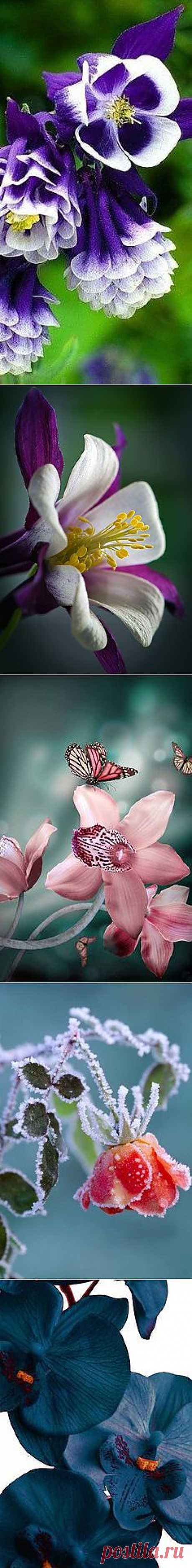 Flora